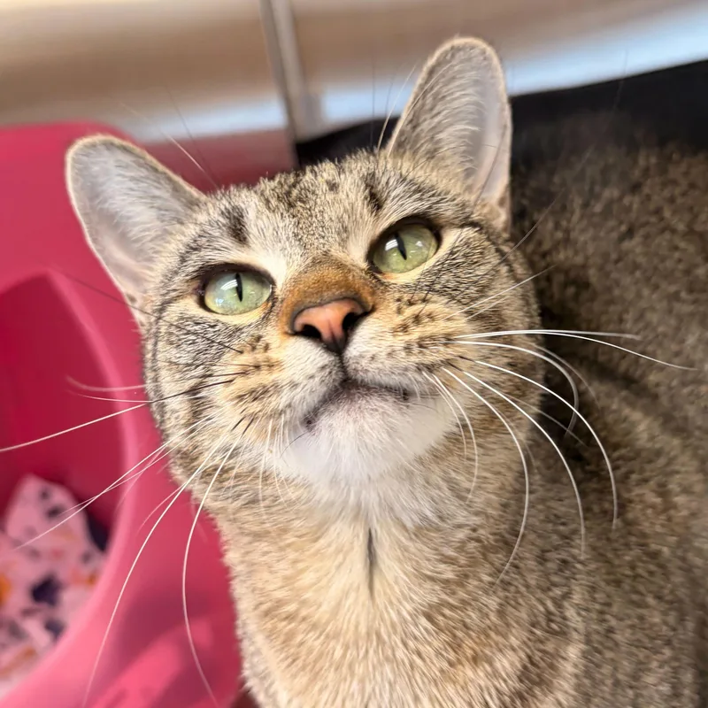 Andromeda thumbnail 3