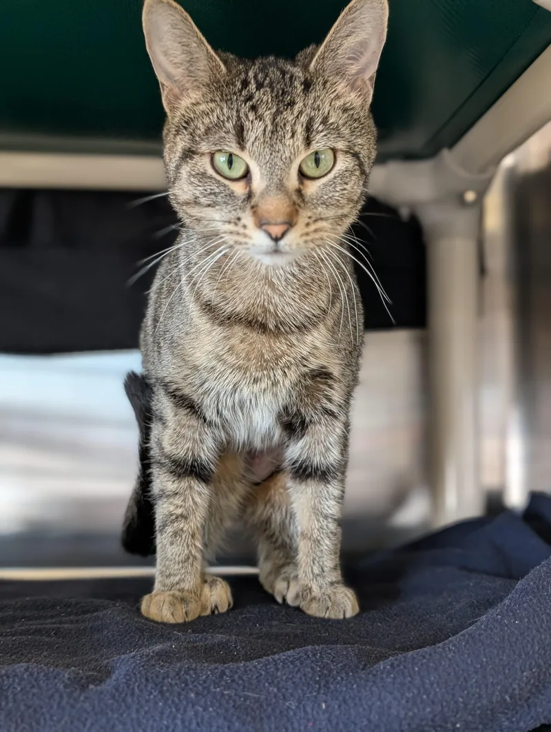 Andromeda thumbnail 4