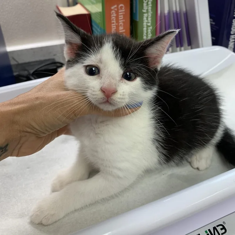 A baby small-sized female Domestic Short Hair cat named Wednesday for adoption in Morganton, NC