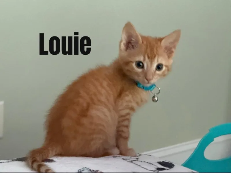 A baby small-sized male Domestic Short Hair cat named Louie for adoption in Darien, GA