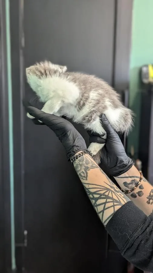 A baby small-sized female Tabby (Gray / Blue / Silver) Domestic Short Hair cat named Honda Odyssey for adoption in Cleveland, OH