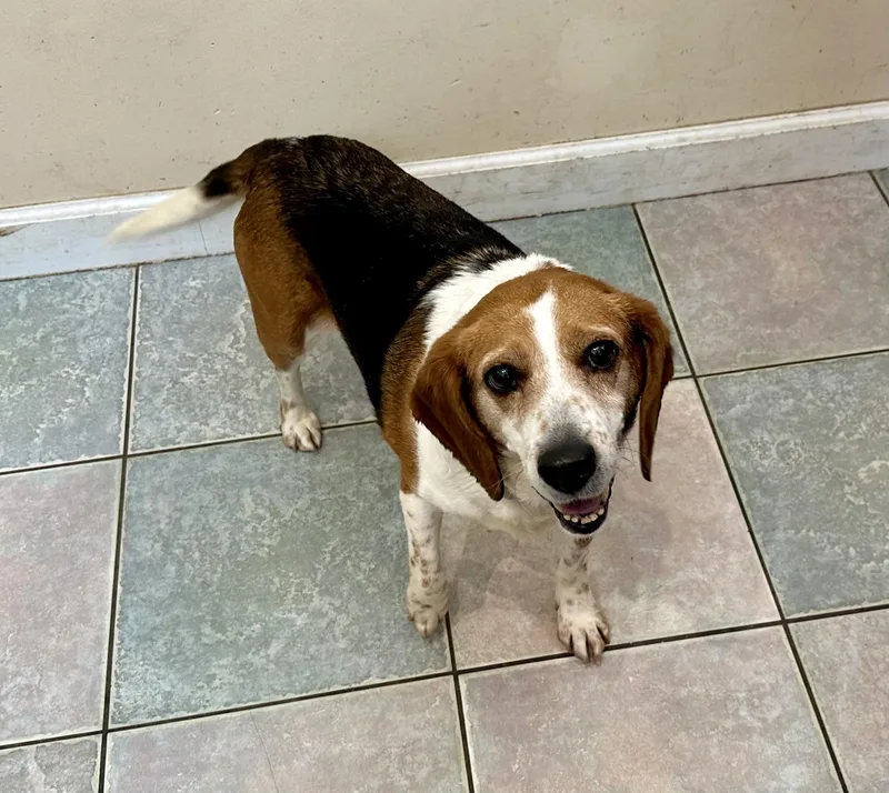 An adult medium-sized male Beagle dog named Hes A Special Guy for adoption in Northwood, OH