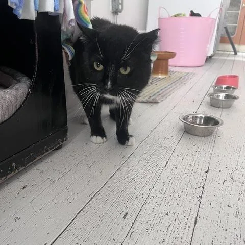 An adult large-sized male Black Domestic Short Hair cat named Maurice for adoption in St. Louis, MO