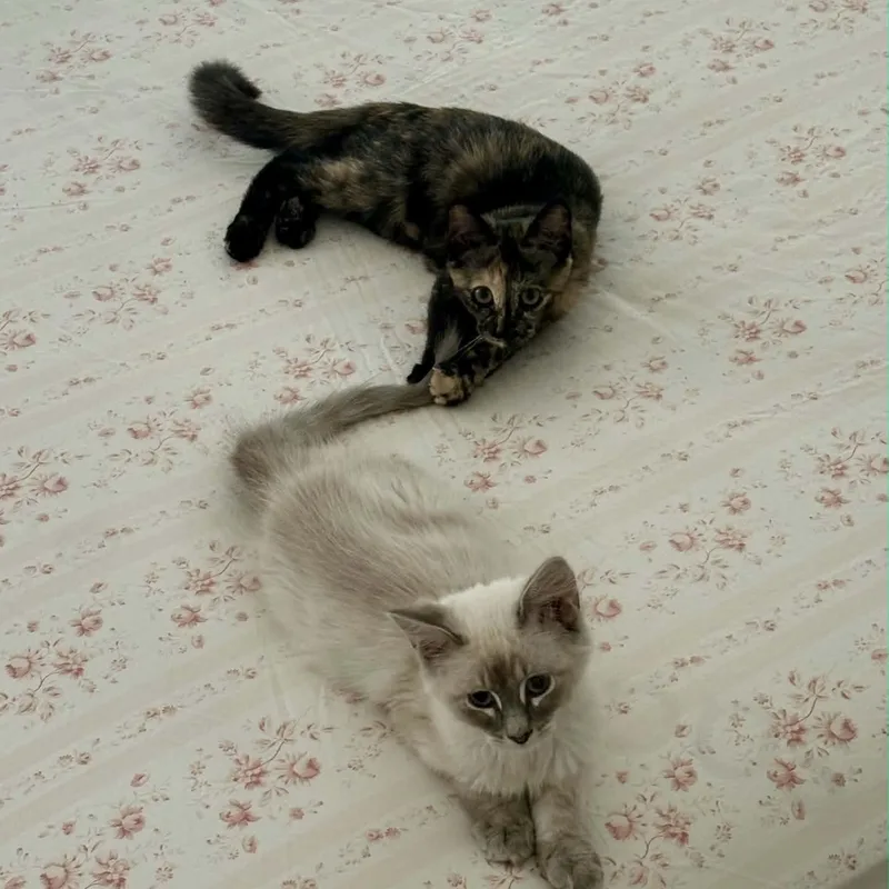A baby small-sized male Blue Point Siamese cat named Maple & Beech for adoption in Gladstone, OR
