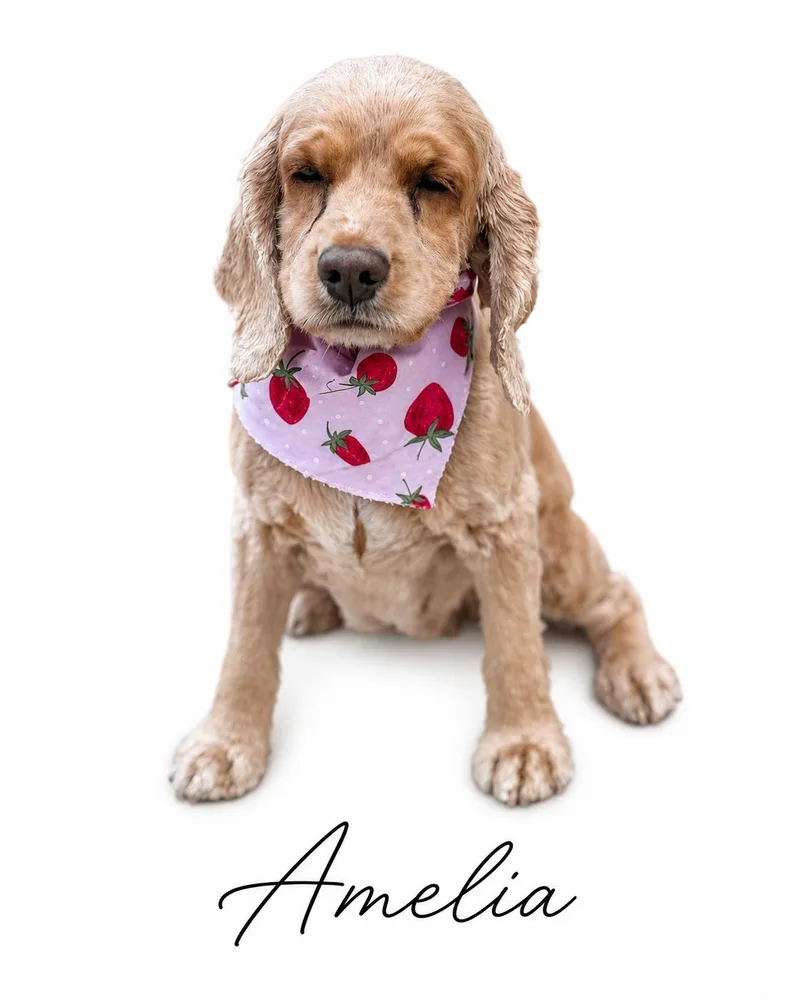 Amelia thumbnail 4