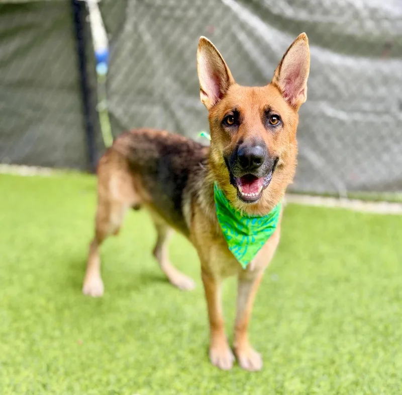 A baby large-sized male German Shepherd Dog dog named Rocket for adoption in Ellijay, GA