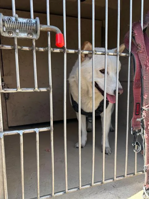 A young small-sized male Shiba Inu dog named Harlem for adoption in Las Vegas, NV