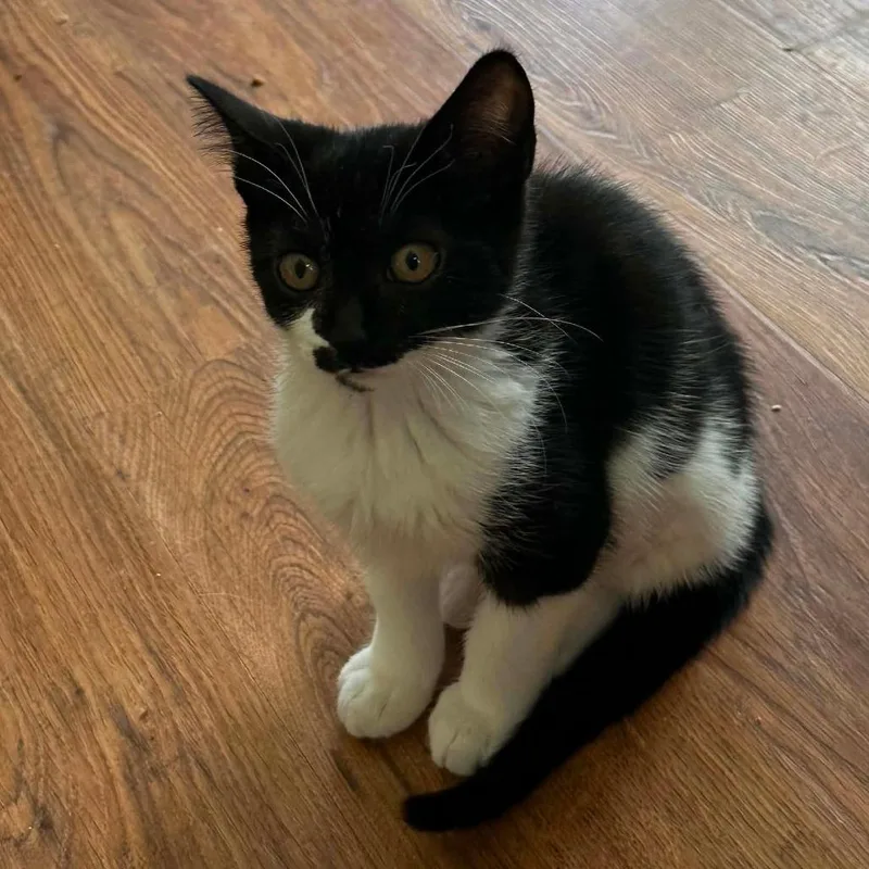 A baby small-sized female Black Domestic Short Hair cat named Mary Ellen for adoption in Williston, FL