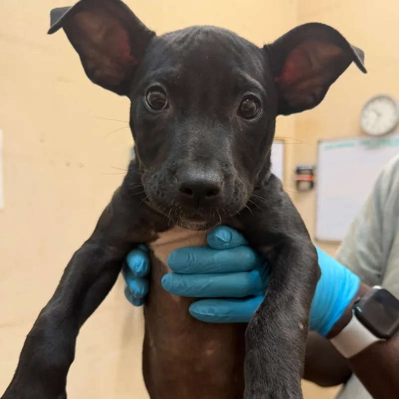 A baby small-sized female Black Terrier dog named Indiana for adoption in Birmingham, AL