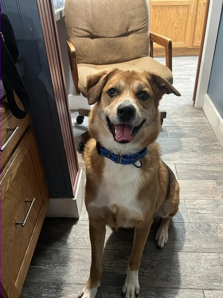 An adult medium-sized male Labrador Retriever dog named Scooby for adoption in Plymouth, MI
