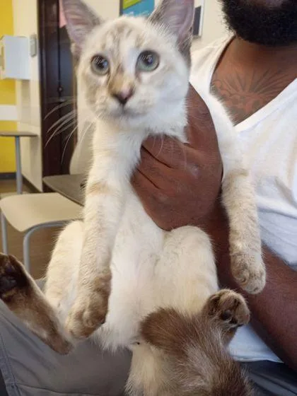 A young small-sized female Domestic Short Hair cat named Nala for adoption in Atlanta, GA