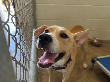 An adult large-sized female Golden Retriever dog named Rc for adoption in Morton Grove, IL