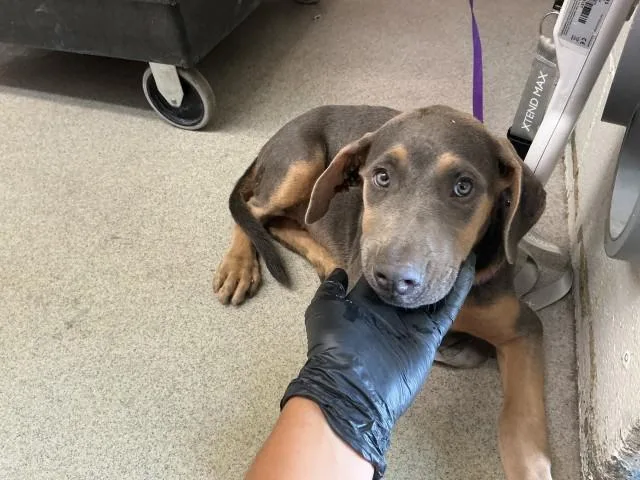 A baby small-sized female Doberman Pinscher dog named Hayden for adoption in San Bernardino, CA
