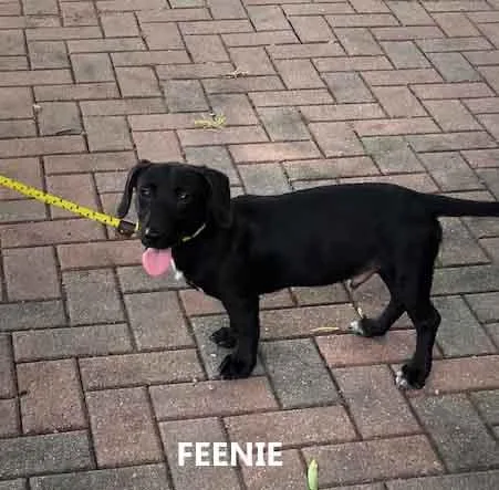 Feenie