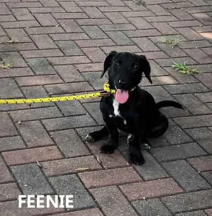 Feenie thumbnail 2
