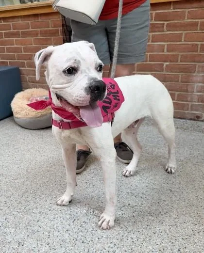 An adult large-sized male Boxer dog named Trapper for adoption in Washington, DC