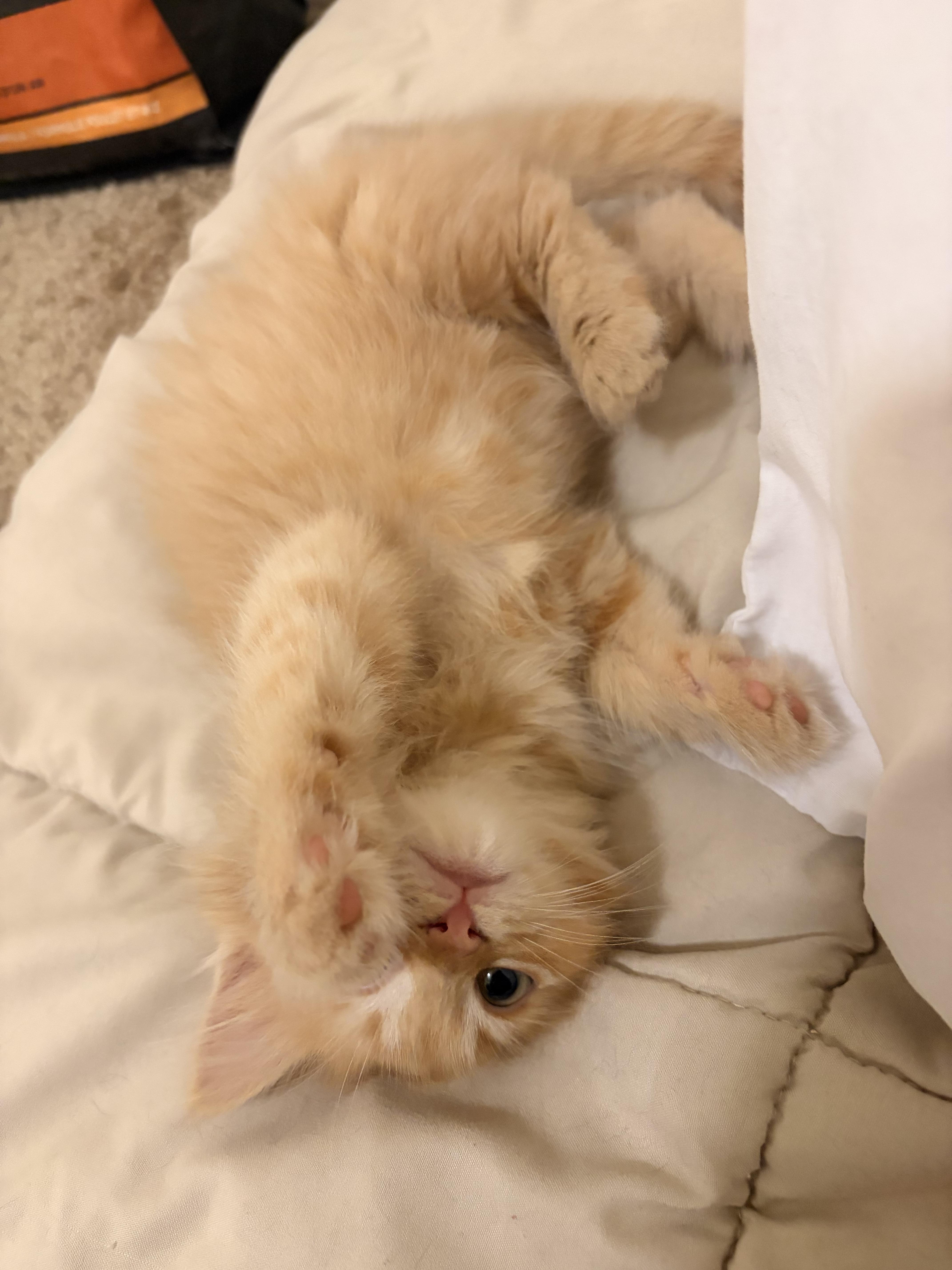 A baby medium-sized male Orange / Red Domestic Short Hair cat named Bottle Rocket for adoption in Fruit Heights, UT