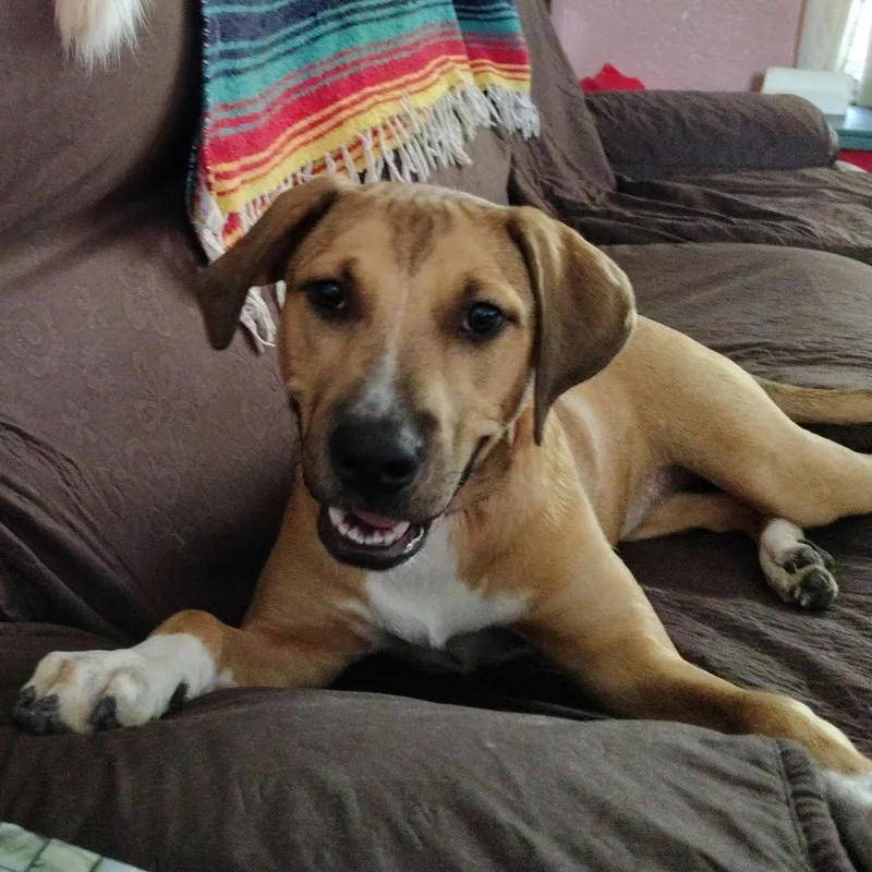 A young medium-sized female Yellow / Tan / Blond / Fawn Shepherd dog named Ginger Bell CS for adoption in Columbia, MD