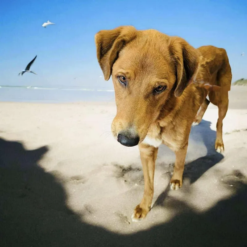An adult large-sized male Red / Chestnut / Orange Irish Setter dog named Big Red for adoption in Allen, TX
