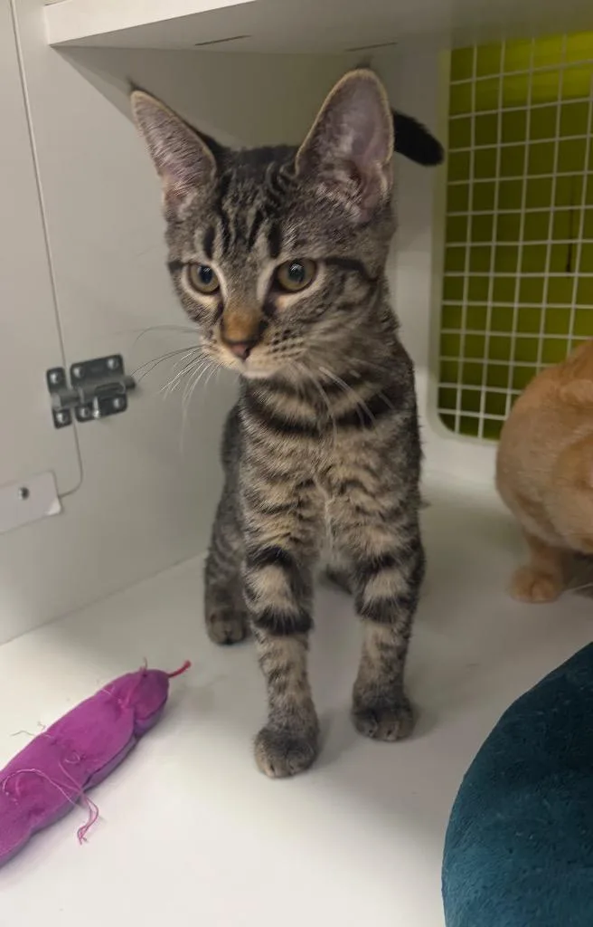 A baby medium-sized female Domestic Short Hair cat named Glenora for adoption in Fort Lupton, CO