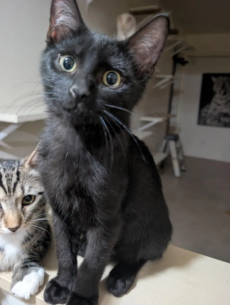 A baby small-sized male Black Domestic Short Hair cat named Ollie for adoption in Youngtown, AZ