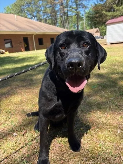 An adult medium-sized male Labrador Retriever dog named Santana for adoption in Warrenton, NC