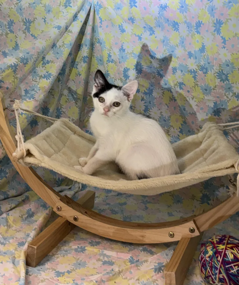 A young small-sized female Black Domestic Short Hair cat named Cannoli for adoption in Shepherdsville, KY