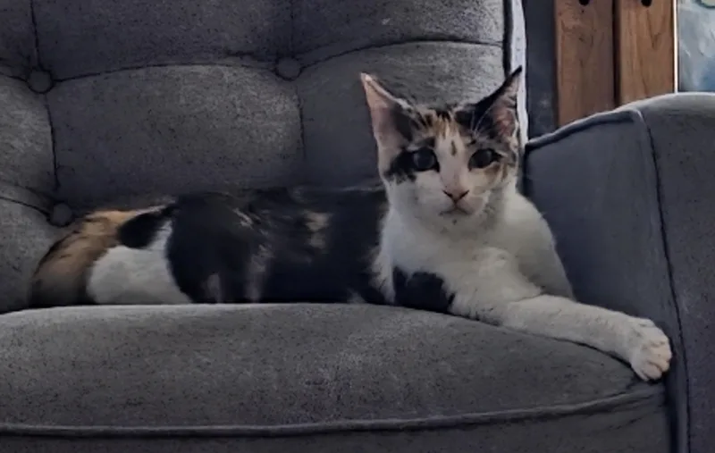 An adult small-sized female Calico Domestic Short Hair cat named Lavender for adoption in Mission Viejo, CA