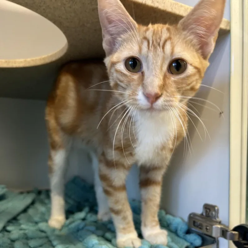 A young medium-sized male Orange / Red Domestic Short Hair cat named Caraxes for adoption in Park City, UT