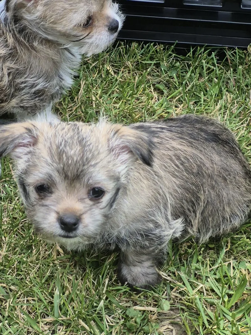 A baby small-sized female Chihuahua dog named Chewy for adoption in Covington, KY