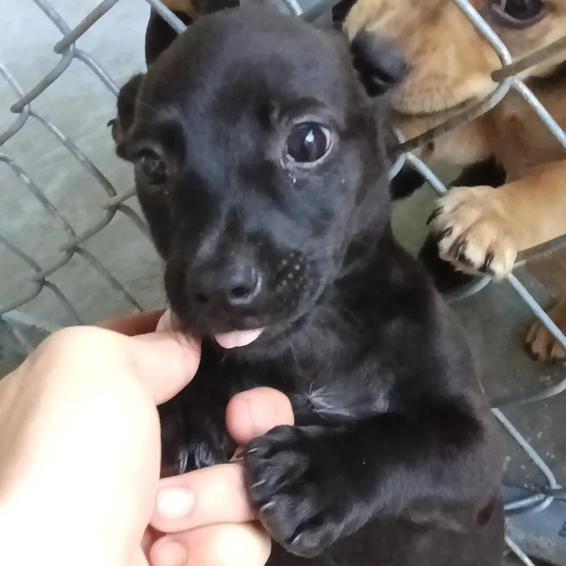 A baby small-sized male Black Chihuahua dog named Logan for adoption in Franklin, NC