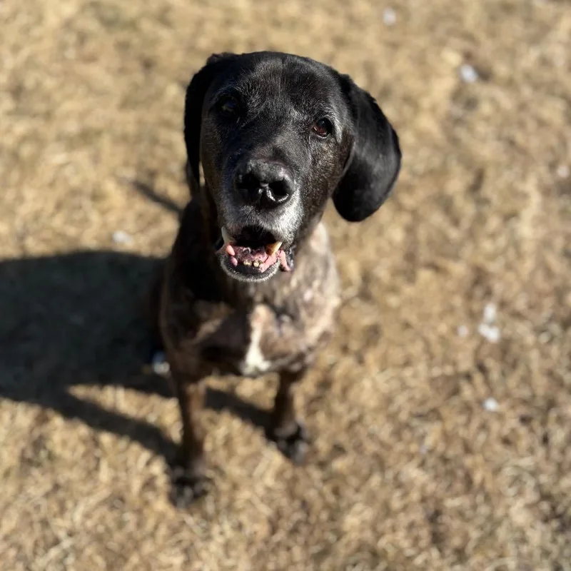A senior large-sized male Brindle Plott Hound dog named Apollo for adoption in Harrisonburg, VA