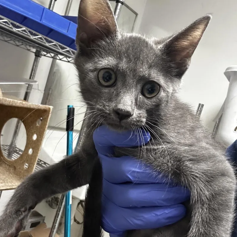 A baby small-sized male Gray / Blue / Silver Domestic Short Hair cat named Dangleberry for adoption in Philadelphia, PA