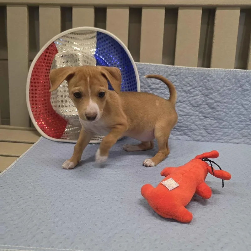 A baby small-sized female Yellow / Tan / Blond / Fawn Terrier dog named Stacy for adoption in Beaumont, TX
