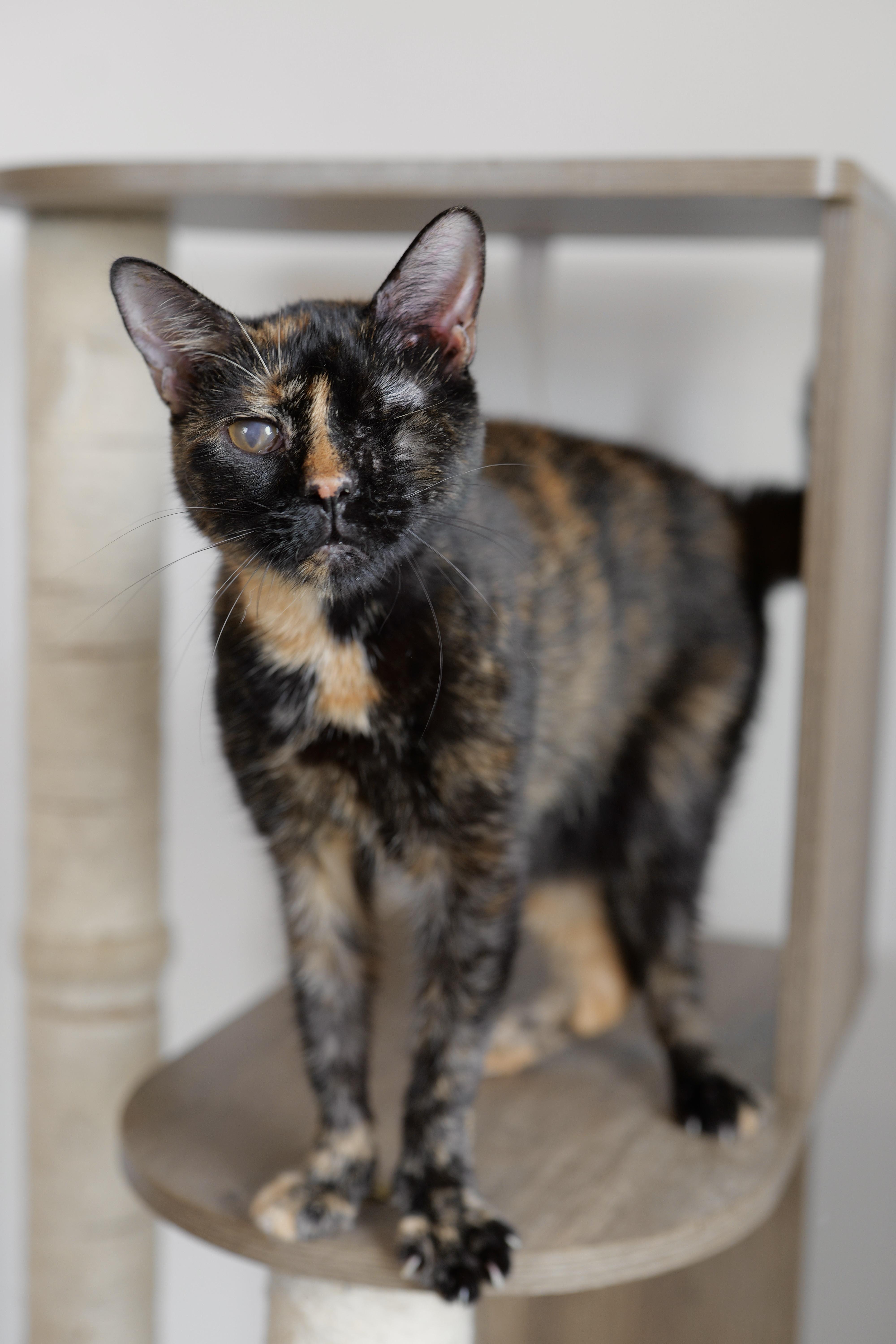 A young medium-sized female Tortoiseshell cat named Tori for adoption in New York, NY