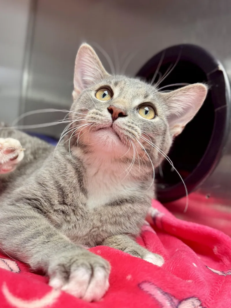 A young medium-sized male Tabby (Gray / Blue / Silver) Domestic Short Hair cat named Columbia for adoption in Midland, MI