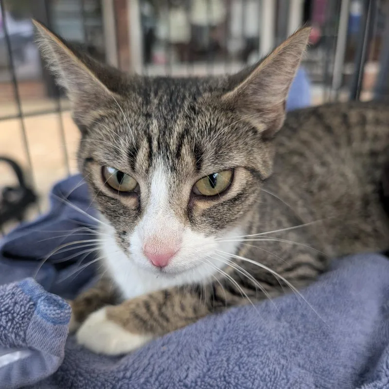 A young small-sized female Gray / Blue / Silver Domestic Short Hair cat named Mom Teal for adoption in West Plains, MO