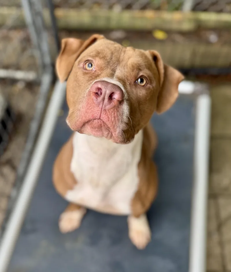 A young large-sized female Red / Chestnut / Orange Pit Bull Terrier dog named Winnie for adoption in Washington, MO