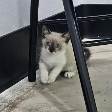 A baby small-sized male White Siamese cat named Simon for adoption in Harlingen, TX