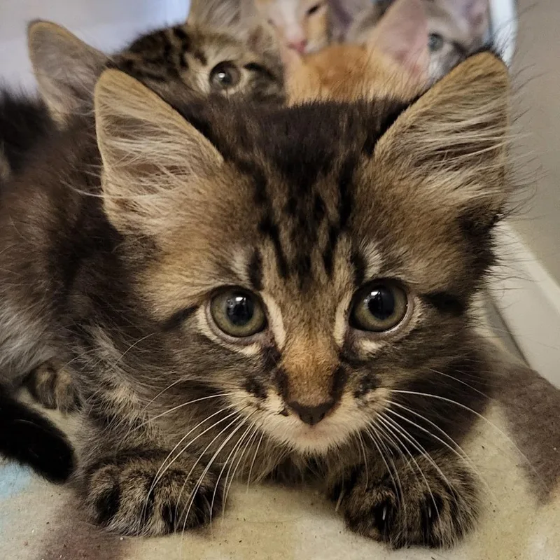A baby small-sized female Brown / Chocolate Domestic Short Hair cat named Sunshine for adoption in Lake Panasoffkee, FL