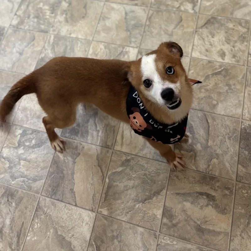 A young small-sized male Australian Shepherd dog named Gingy for adoption in Pilot Point, TX