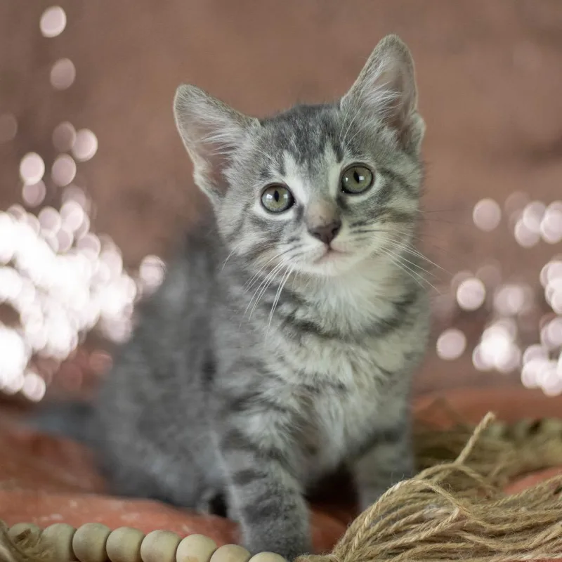 A baby small-sized female Gray / Blue / Silver Domestic Short Hair cat named Camille for adoption in Brownsboro, AL