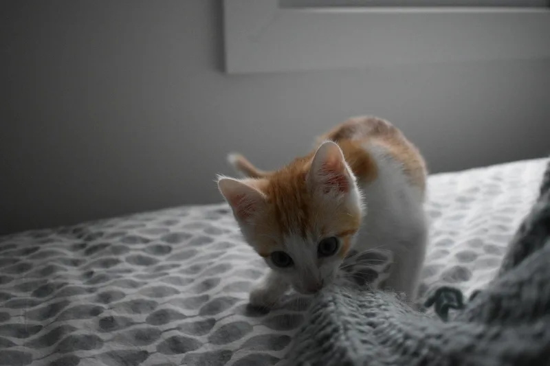A baby medium-sized male Orange & White Domestic Short Hair cat named Buzz for adoption in Haddon Heights, NJ
