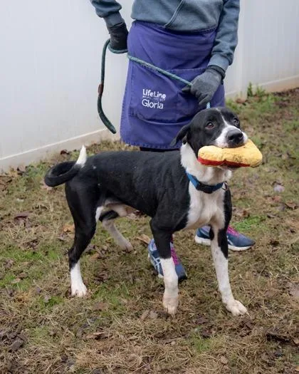 An adult large-sized male Mixed Breed dog named Dooley for adoption in Chamblee, GA