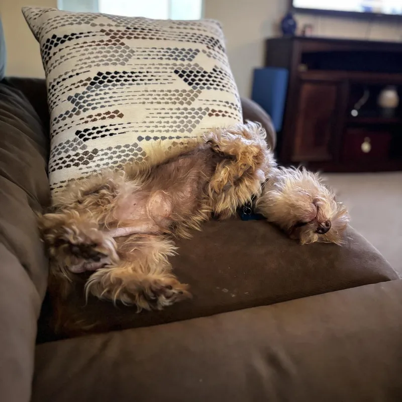 A senior small-sized male Yellow / Tan / Blond / Fawn Border Terrier dog named Mater for adoption in Silver Spring, MD