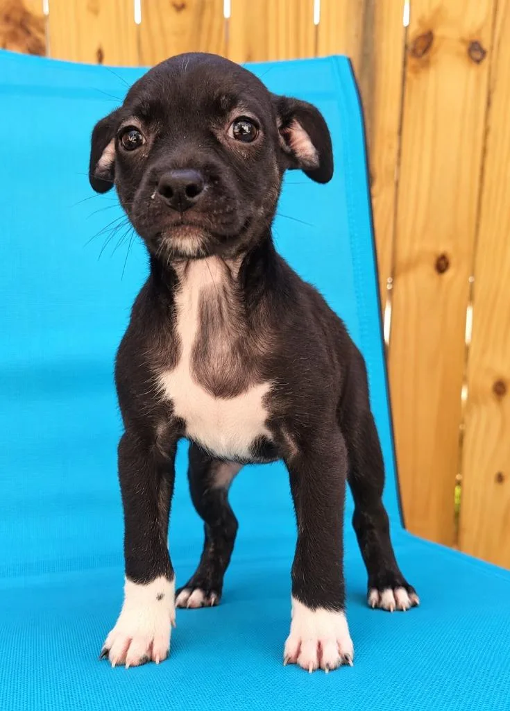 A baby small-sized female Mixed Breed dog named Crinkle for adoption in St. Augustine, FL