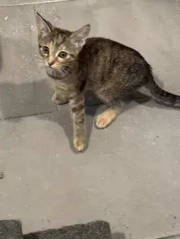 A young small-sized female Domestic Short Hair cat named Cabbage Roll for adoption in Grand Rapids, MI