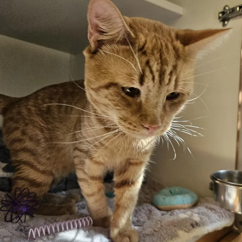 An adult medium-sized male Tabby (Orange / Red) Domestic Short Hair cat named Super Boy for adoption in Phoenixville, PA