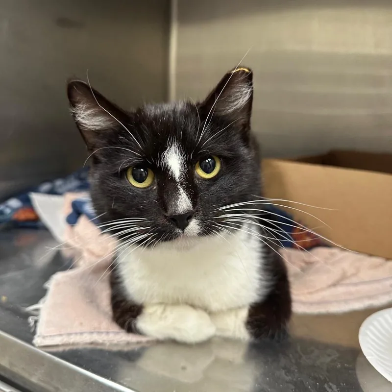 A young medium-sized male Black Domestic Short Hair cat named Theodore for adoption in Milan, IL