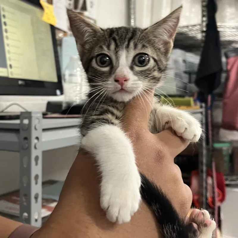 A baby small-sized female Brown / Chocolate Domestic Short Hair cat named Cereal for adoption in Edinburg, TX